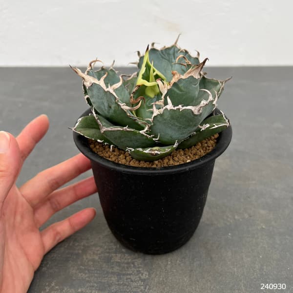 園芸ネット本店｜[ザ・ファームセレクト]アガベ：チタノタ 白鯨 3.5号