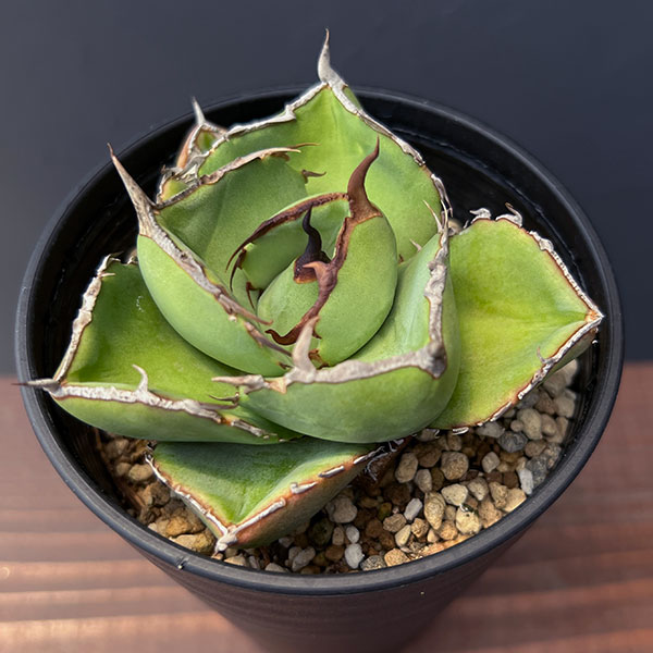 園芸ネット本店｜アガベ：ジャガーノート 3.5号鉢植え の通販【公式】