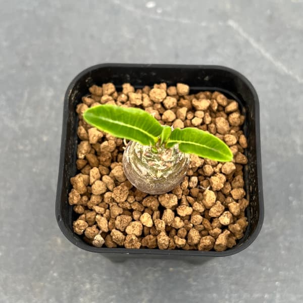 園芸ネット本店｜パキポディウム：Mana's farmのウィンゾリー実生苗