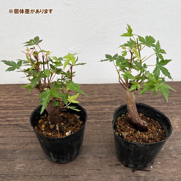園芸ネット本店｜モミジ（カエデ）：ヤマモミジ 盆栽仕立て2.5号ポット