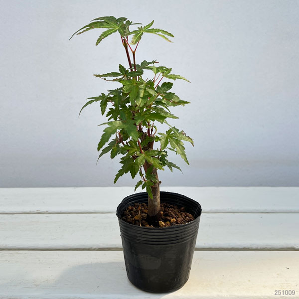 園芸ネット本店｜モミジ（カエデ）：ヤマモミジ 盆栽仕立て2.5号ポット