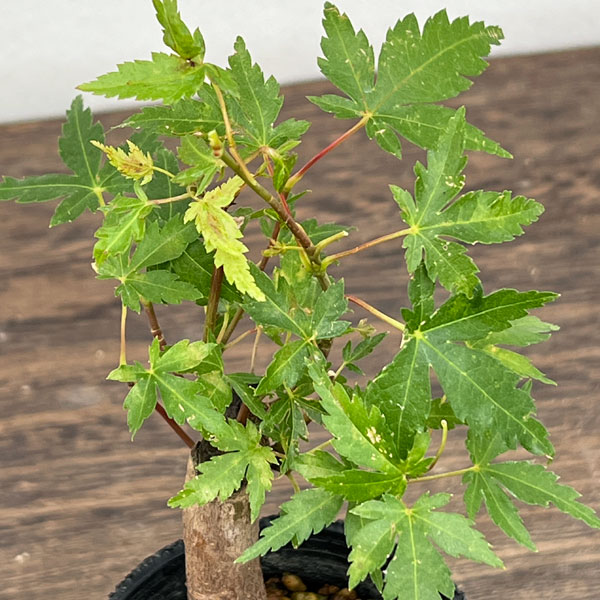 園芸ネット本店｜モミジ（カエデ）：ヤマモミジ 盆栽仕立て2.5号ポット