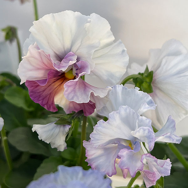 園芸ネット本店｜パンジー：フェデネージュ ブルー 3-3.5号ポット 6株