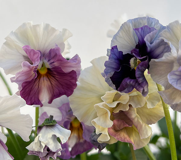 園芸ネット本店｜パンジー：フェデネージュ ブルー 3-3.5号ポット の