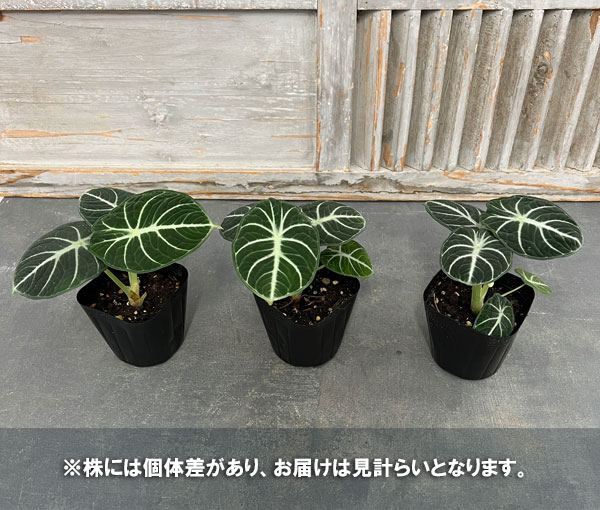 園芸ネット本店｜[26年3月中下旬予約]アロカシア：ニンジャ 3.5号