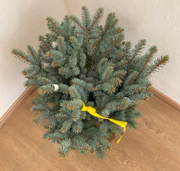 園芸ネット本店｜ピセアプンゲンス（プンゲンストウヒ）：グラウカ