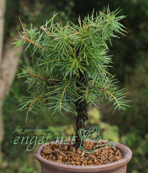 園芸ネット本店｜杜松3.5号ポット の通販【公式】