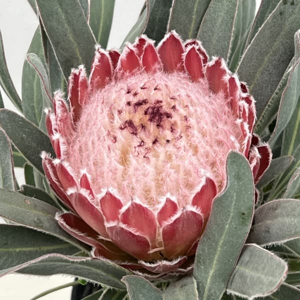 園芸ネット本店｜[ザ・ファームセレクト]プロテア：ジュリエット 5号