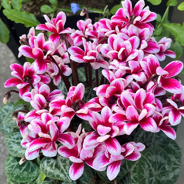 園芸ネット本店｜シクラメン：チモ ピコティ多花性小輪100輪咲き（仮称