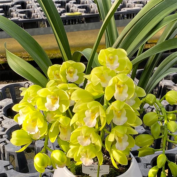 園芸ネット本店｜テーブルシンビジウム：夢たまご2本立ち 5号鉢植え