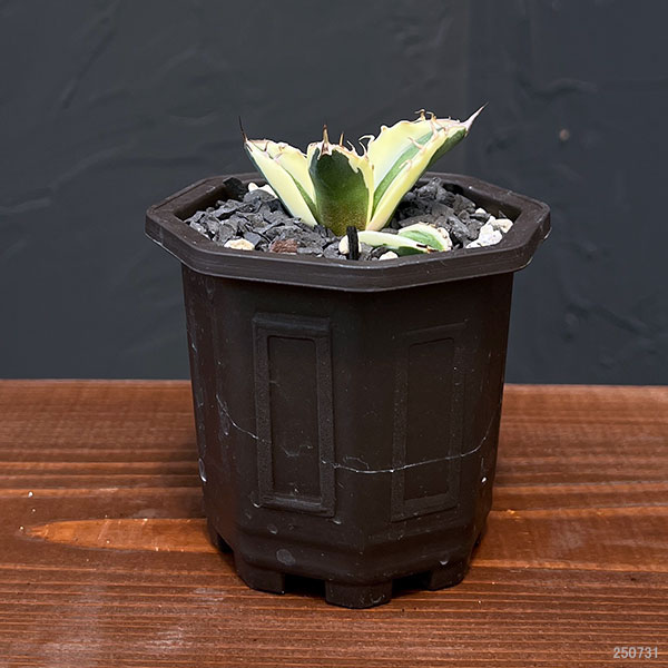 園芸ネット本店｜アガベ：チタノタ スナグルトゥース 3号鉢植え の通販