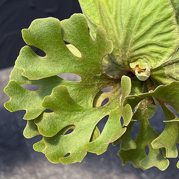 P.ridleyi wild リドレイ ワイルド ビカクシダ 三角コルク板付け