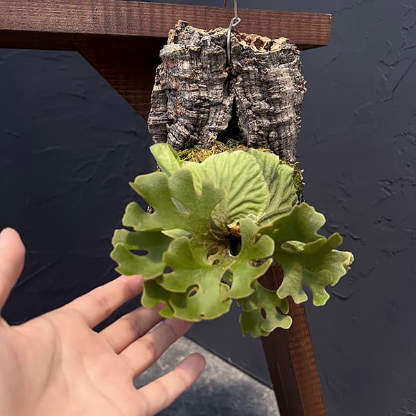 園芸ネット本店｜ビカクシダ（コウモリラン）：リドレイドワーフ