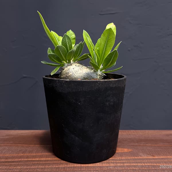 園芸ネット本店｜[ザ・ファームセレクト]パキポディウム：ブレビカウレ