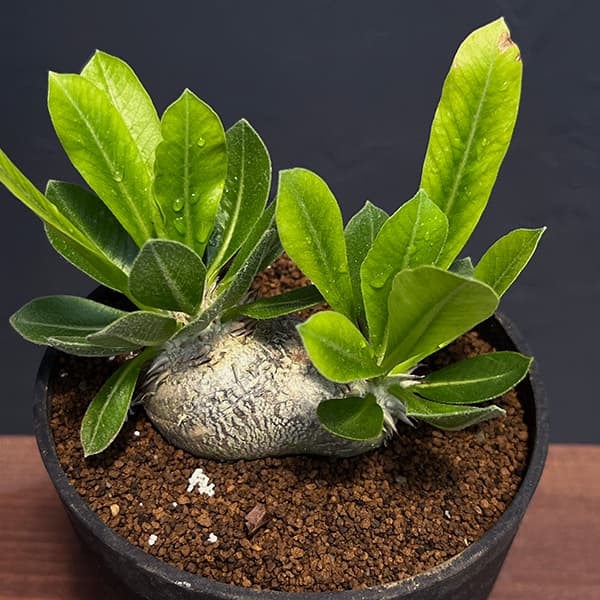 園芸ネット本店｜[ザ・ファームセレクト]パキポディウム：ブレビカウレ