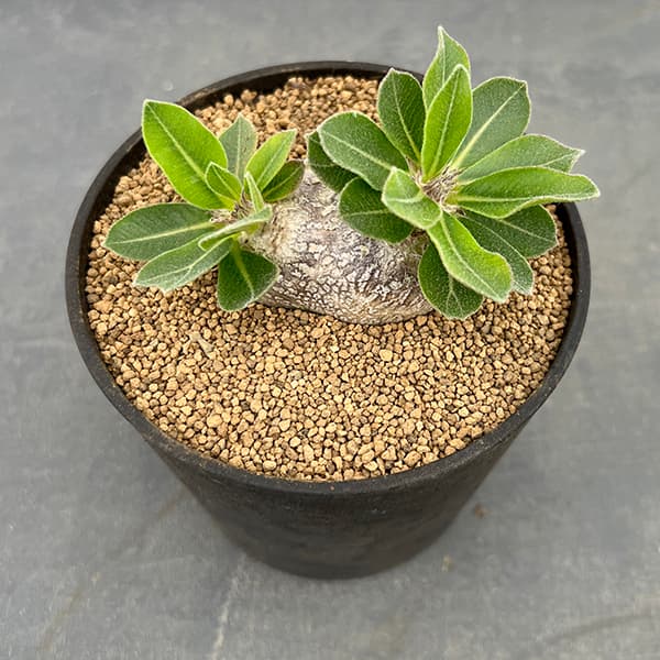 園芸ネット本店｜[ザ・ファームセレクト]パキポディウム：ブレビカウレ