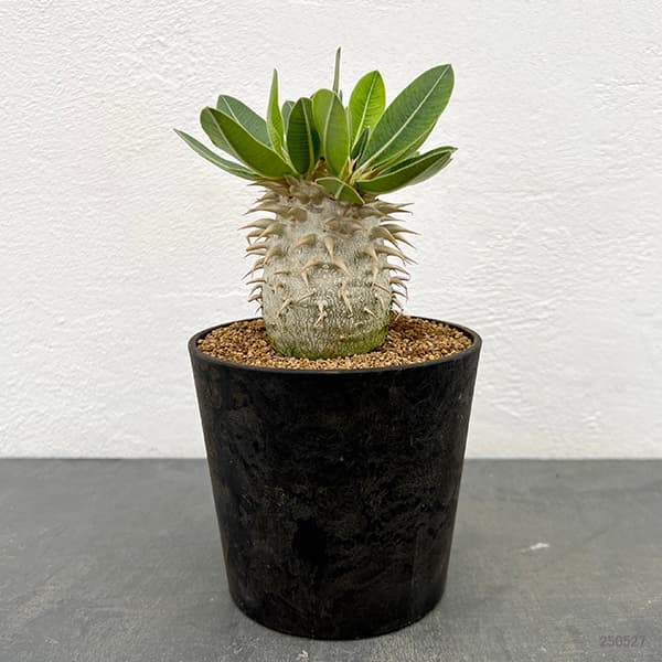 園芸ネット本店｜[ザ・ファームセレクト]パキポディウム：エブレネウム