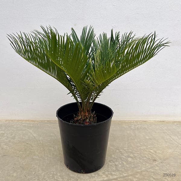 園芸ネット本店｜[ザ・ファームセレクト]ソテツ：斑入りソテツ 7号25