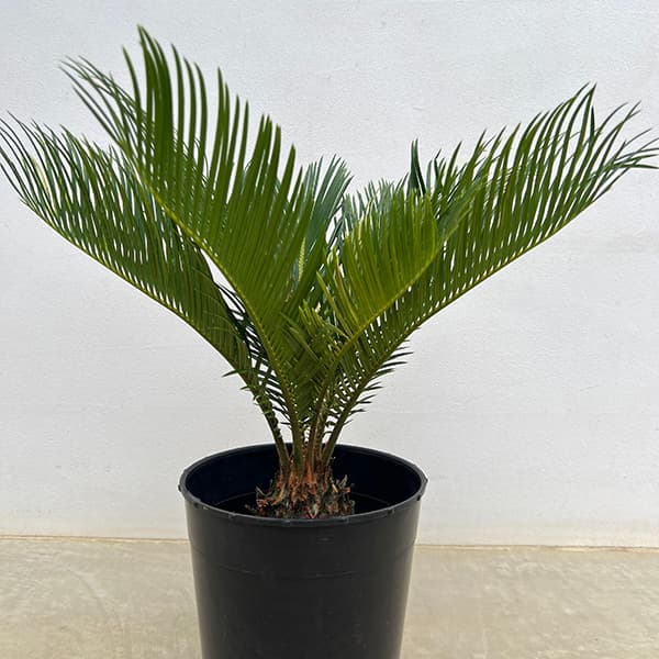 園芸ネット本店｜[ザ・ファームセレクト]ソテツ：斑入りソテツ 7号25