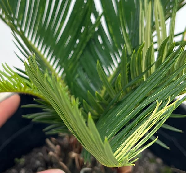 園芸ネット本店｜[ザ・ファームセレクト]ソテツ：斑入りソテツ 7号25