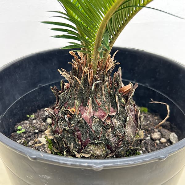 園芸ネット本店｜[ザ・ファームセレクト]ソテツ：斑入りソテツ 7号25