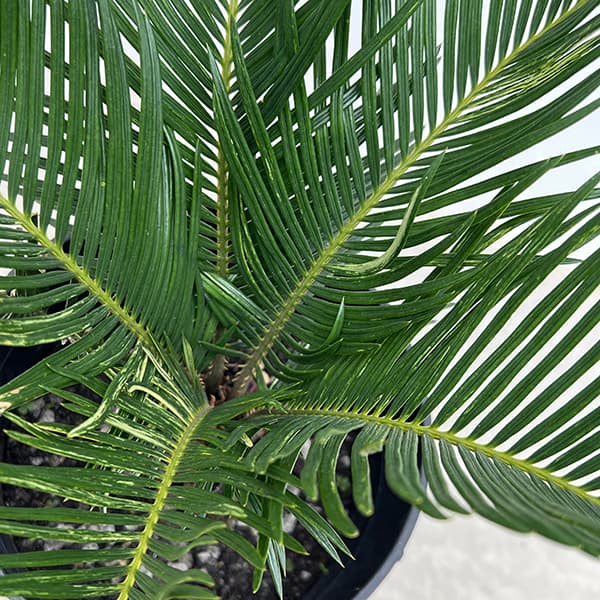 園芸ネット本店｜[ザ・ファームセレクト]ソテツ：斑入りソテツ 7号25