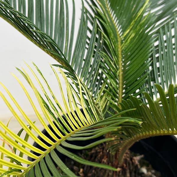 園芸ネット本店｜[ザ・ファームセレクト]ソテツ：斑入りソテツ 7号25