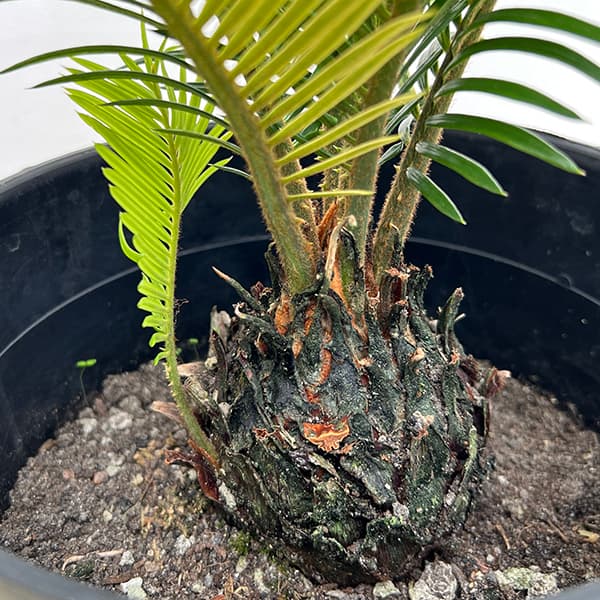 園芸ネット本店｜[ザ・ファームセレクト]ソテツ：斑入りソテツ 7号25