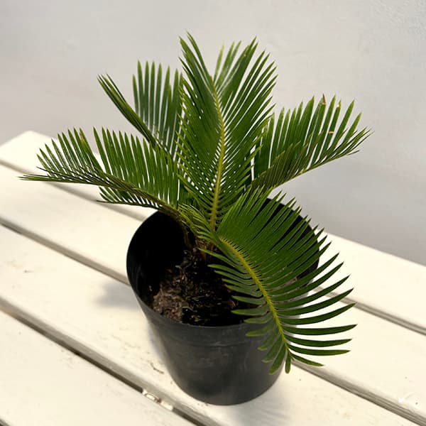 園芸ネット本店｜[ザ・ファームセレクト]ソテツ：黄金ソテツ 5号25-01