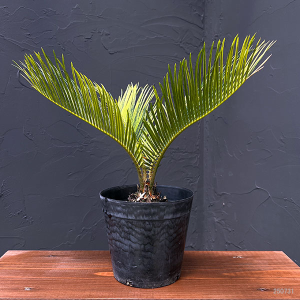 園芸ネット本店｜[ザ・ファームセレクト]ソテツ：斑入りソテツ