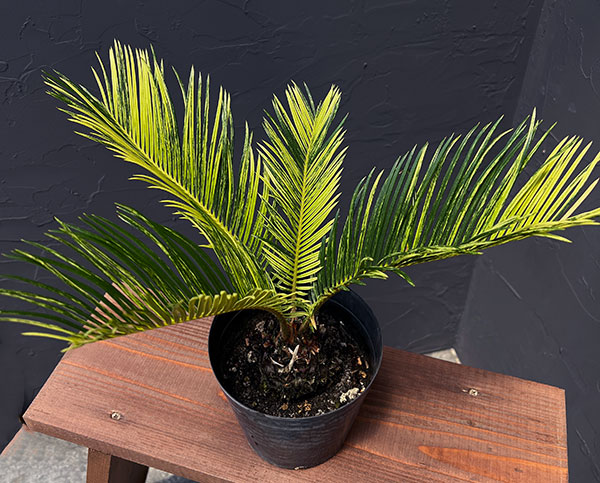 園芸ネット本店｜[ザ・ファームセレクト]ソテツ：斑入りソテツ