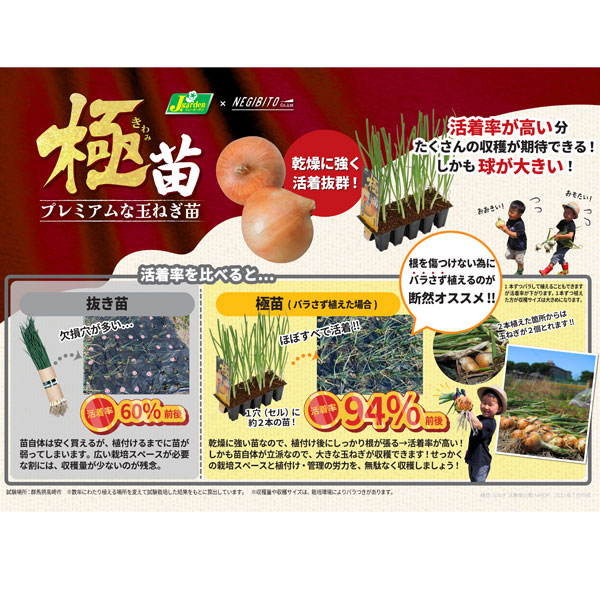 園芸ネット本店｜玉ねぎプラグ苗：極苗：赤玉ねぎ サラダ向き レッド