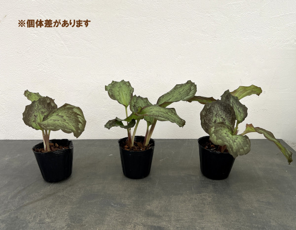 園芸ネット本店｜ケンフェリア：エレガンス シャザム3号ポット の通販