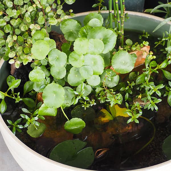 園芸ネット本店｜水生植物(ウォータープランツ)：ウォーター