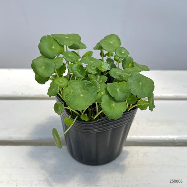 園芸ネット本店｜水生植物(ウォータープランツ)：ウォーター