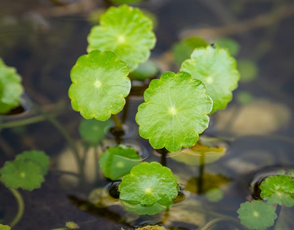 園芸ネット本店｜水生植物(ウォータープランツ)：ウォーター
