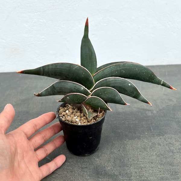 園芸ネット本店｜[ザ・ファームセレクト]サンセベリア：ロリダ 2.5号