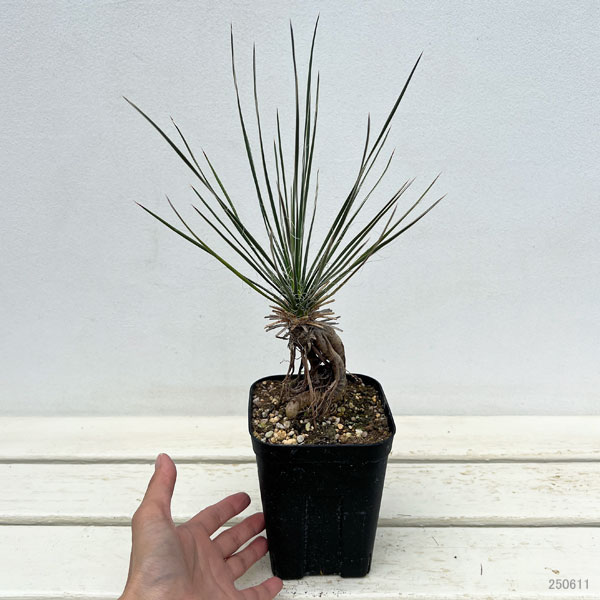 園芸ネット本店｜ユッカ：エラータ（根上がり仕立て） 4号鉢植え の