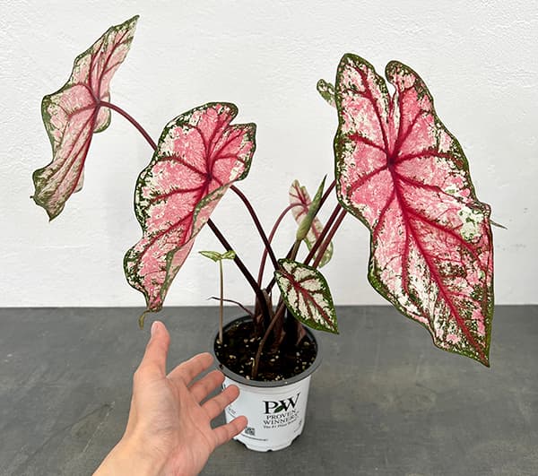 園芸ネット本店｜ガーデンカラジウム：ハートトゥハート ボトル