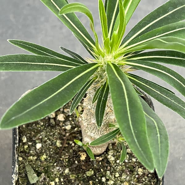 園芸ネット本店｜パキポディウム：グラキリス（国内実生苗） 3号ポット