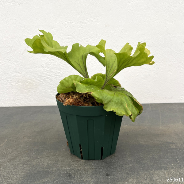 園芸ネット本店｜ビカクシダ（コウモリラン）：リドレイ モンキー