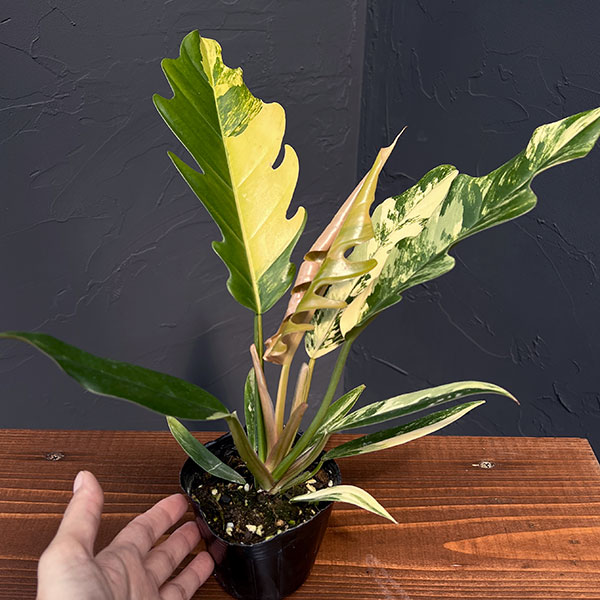 園芸ネット本店｜フィロデンドロン：キャラメルマーブル（斑入り）5号