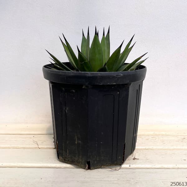 園芸ネット本店｜アガベ：リトルシャーク 8号鉢植え の通販【公式】