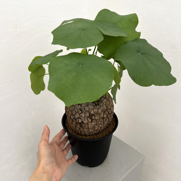 園芸ネット本店｜[ザ・ファームセレクト]ステファニア：スベローサ 5号