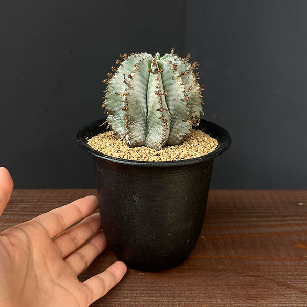 園芸ネット本店｜[ザ・ファームセレクト]ユーフォルビア：ホリダ（実生