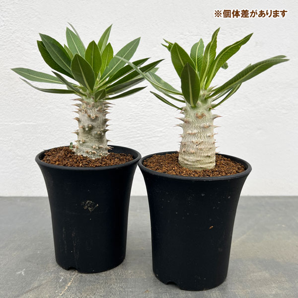 園芸ネット本店｜パキポディウム：ホロンベンセ 3号鉢植え** の通販