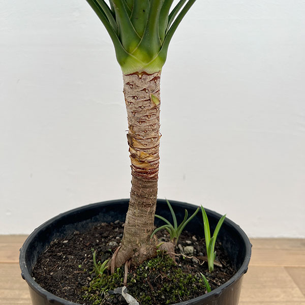 園芸ネット本店｜ユッカ：アロイフォリア（センジュラン）7号鉢植え の