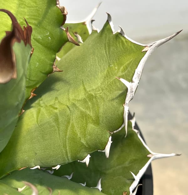 園芸ネット本店｜アガベ：チタノタ ドワーフ 6号鉢植え25-01 の通販