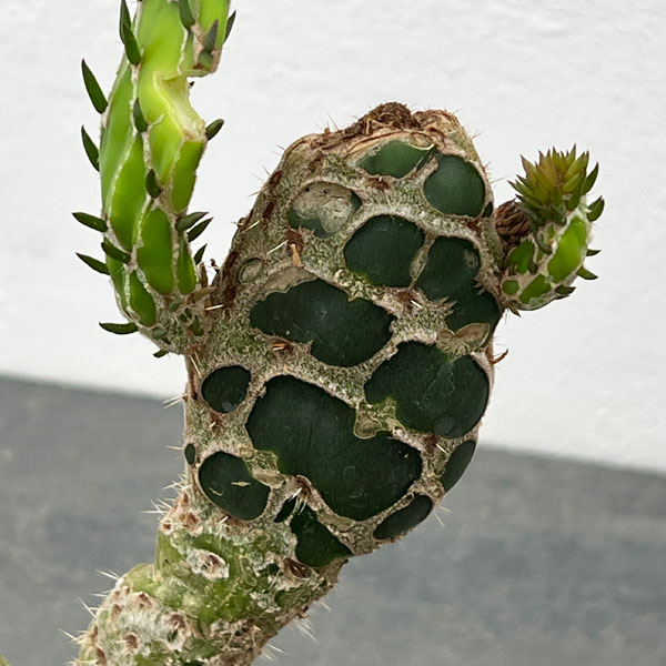 園芸ネット本店｜サボテン：オプンチア 亀甲団扇（キッコウウチワ