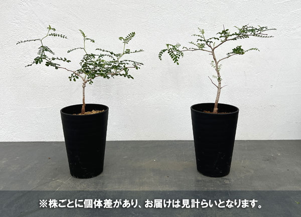 園芸ネット本店｜[ザ・ファームセレクト]オペルクリカリア：パキプス